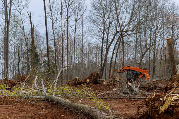 How Our Tree Care Process Works  in  Minturn, CO
