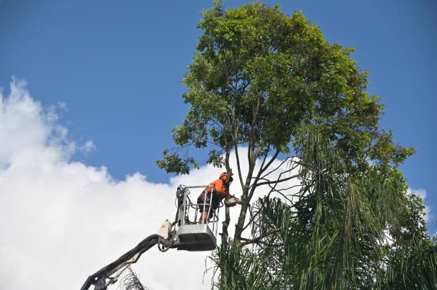 Trusted Minturn, CO Tree Care Experts