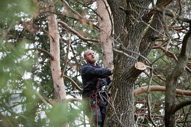 Best Tree Preservation Services  in Minturn, CO