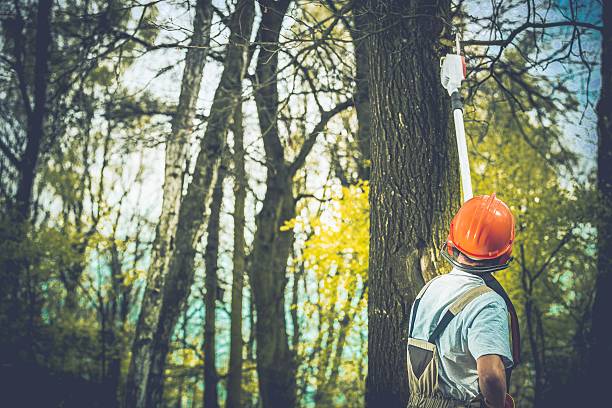 Best Commercial Tree Services  in Minturn, CO